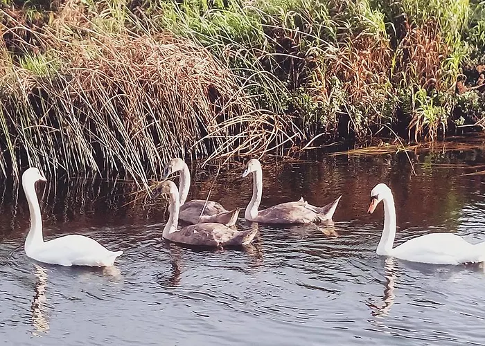 Üdülőpark Galway Glamping 5*